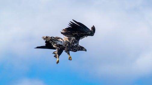 A juvenile white-tailed sea eagle in flight with talons down and blue sky in the background.